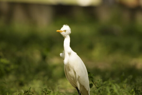 The cattle egret (Bubulcus) is a cosmopolitan genus of heron (family Ardeidae) found in the tropics, subtropics