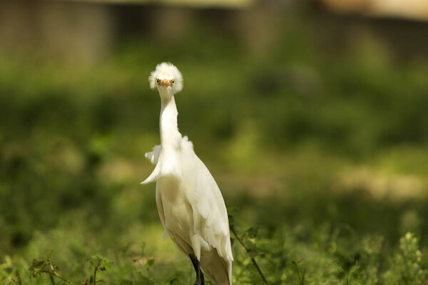 The cattle egret (Bubulcus) is a cosmopolitan genus of heron (family Ardeidae) found in the tropics, subtropics