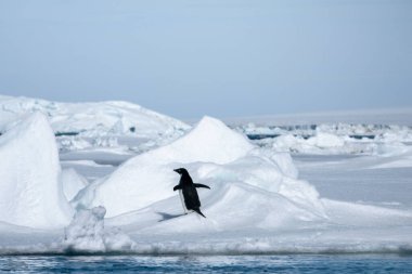 Adelie pengueni karın üzerinde duruyor ve kanatlarını sallıyor