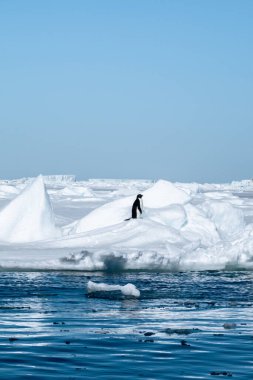 Antarktika 'da sularla çevrili Adelie Pengueni