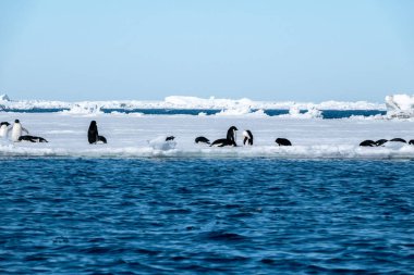 Antarktika 'da buzda oynayan bir grup Adelie pengueni