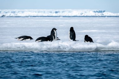 Buzların üzerinde yaşayan Adelie penguenlerine yakın çekim