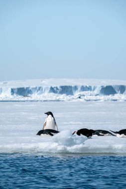 Bir grup Adelie pengueni Antarktika 'da buzun üzerinde dinleniyor.
