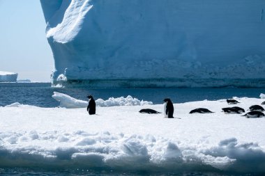 Adelie penguenlerinden oluşan bir grup Antarktika 'daki dev buzdağının önünde duruyor.