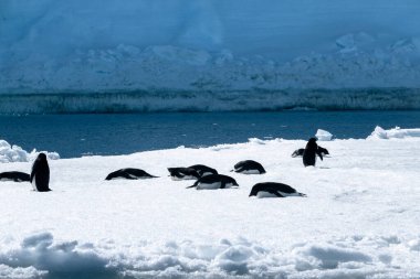 Bir grup Adelie pengueni karda