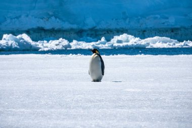 İmparator penguen deniz buzu üzerinde, Kar Tepesi adası, Antarktika