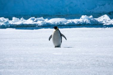 Şişko İmparator penguenin kanatlarını çırparken ve Antarktika 'daki Antarktika Yarımadası' ndaki Kar Tepesi Adası 'ndaki dev mavi buzdağının önünde dururken yakın plan çekimi.
