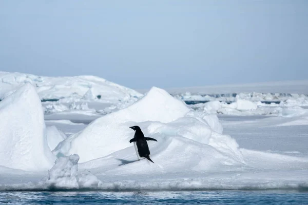 Pingüino Adelie Pie Sobre Nieve Agitando Las Alas —  Fotos de Stock