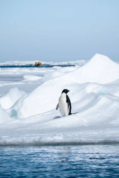 Adelie Penguin Stretching Wings Looking Left While Standing Snow — Stock Photo, Image