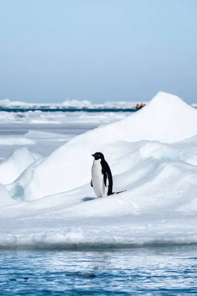 Adelie penguin climbing down from the snow pile in Antarctica
