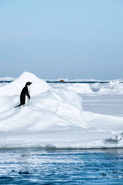 Paisaje Antártico Con Pingüino Adelie Alojado Pila Nieve Zodíaco Turístico —  Fotos de Stock