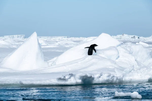 Pingüino Solitario Adelie Escalando Pila Nieve —  Fotos de Stock