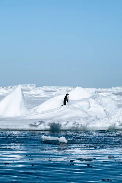 Adelie Penguin Στην Ανταρκτική Χιόνια Που Περιβάλλεται Από Νερό — Φωτογραφία Αρχείου