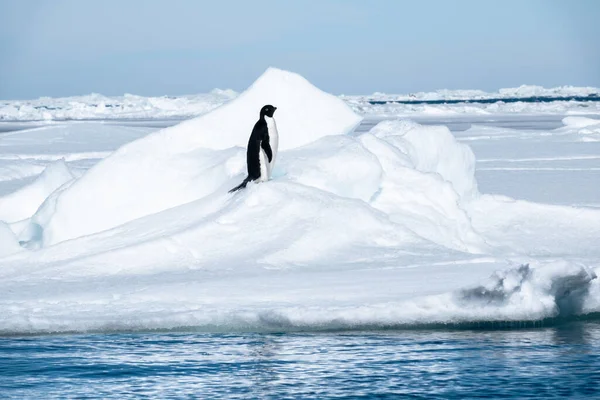 Pingüino Solitario Adelie Parte Superior Pila Nieve —  Fotos de Stock