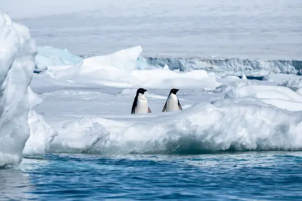 Two Adelie Penguins (Pygoscelis adeliae) on the ice shelf, Snow Hill island, Antarctica