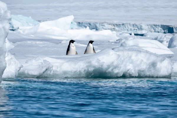 Δύο Πιγκουίνοι Adelie Που Ζουν Στο Ράφι Της Ανταρκτικής — Φωτογραφία Αρχείου