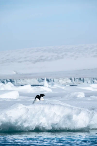 Två Adeliepingviner Står Snön Och Tittar Samma Håll — Stockfoto
