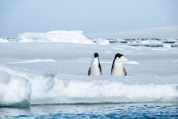 Beaux Pingouins Entourés Par Les Glaces Antarctiques — Photo