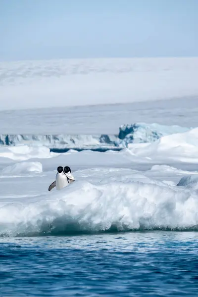 Dwa Pingwiny Adelie Zastrzelone Podczas Antarktycznego Lata Słoneczny Dzień — Zdjęcie stockowe