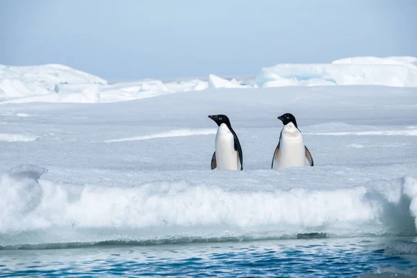 Närbild Två Adelie Pingviner Snön — Stockfoto