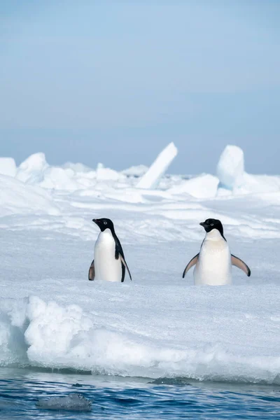 Närbild Två Adelie Pingviner Isen — Stockfoto