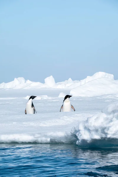 Güneşli Bir Günde Antarktika Ince Buzdağının Üzerinde Duran Iki Adelie — Stok fotoğraf