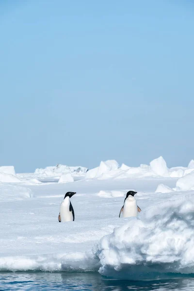 Paire Pingouins Adélie Par Une Journée Ensoleillée — Photo