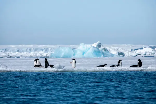 Penguenler Buzdağlarının Yer Aldığı Güzel Bir Antarktika Manzarası — Stok fotoğraf