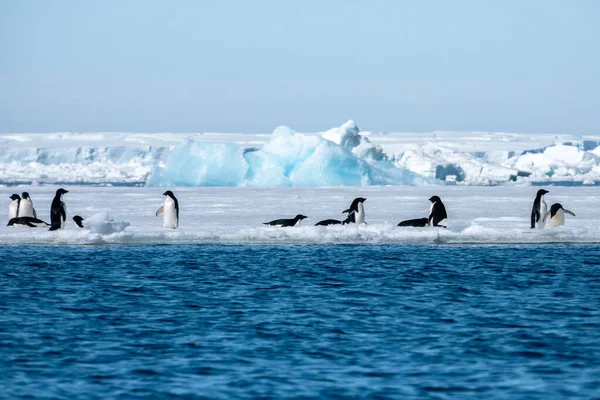 Penguins living near pure blue iceberg