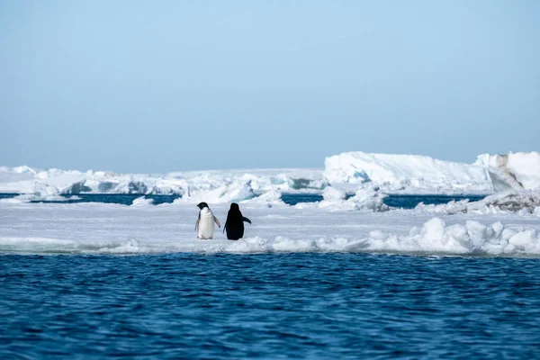 Bir Çift Adelie Pengueni Buzun Üzerinde Birbirlerinin Önünde Dururken Çekilen — Stok fotoğraf