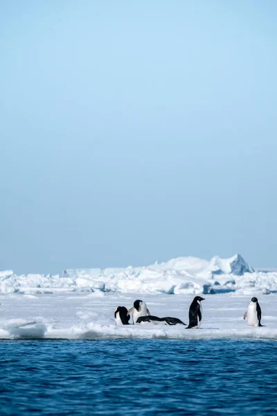 Eine Gruppe Niedlicher Adelie Pinguine — Stockfoto