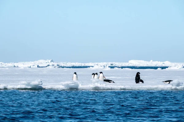 Adelie Penguenlerinden Oluşan Bir Grup Deniz Buzu Üzerinde Uzak Bir — Stok fotoğraf