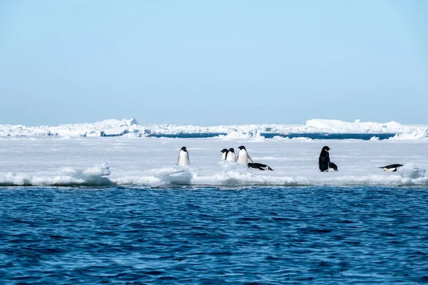 Μια Ομάδα Πιγκουίνων Adelie Στέκεται Στον Θαλάσσιο Πάγο Στην Ανταρκτική — Φωτογραφία Αρχείου
