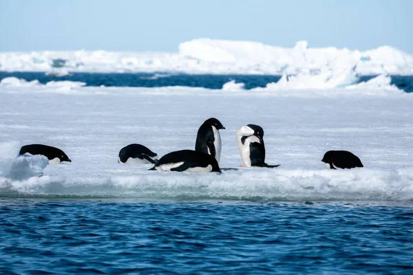 Pinguins Adelie Gelo — Fotografia de Stock