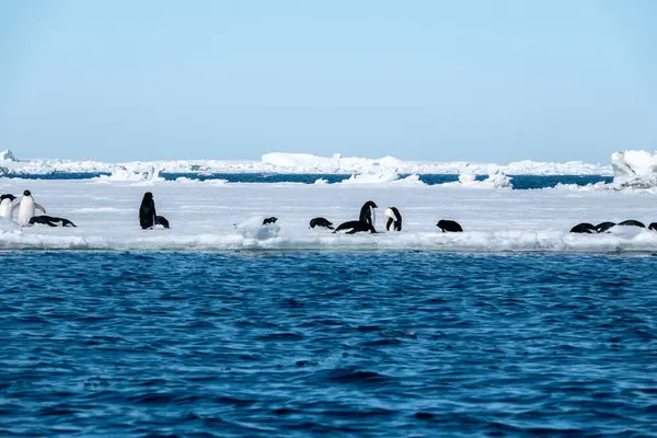 Skupina Tučňáků Adelie Hrající Ledě Antarktidě — Stock fotografie