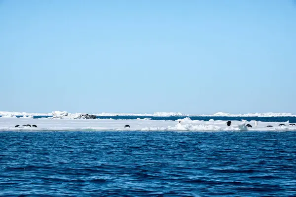 Mavi Deniz Beyaz Buzdağları Adelie Penguenlerinin Yer Aldığı Antarktika Manzarası — Stok fotoğraf