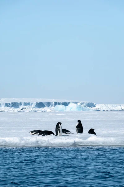 Adelie penguins resting on the ice after swimming in the Weddell Sea, Antarctica