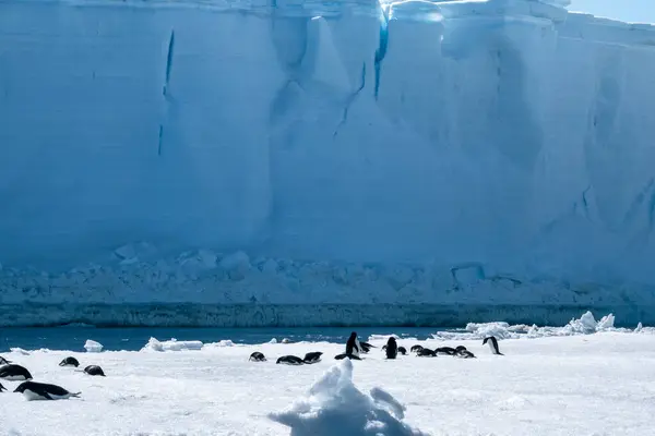 Adelie Pinguin Kolonie Auf Dem Eisblock Weddellmeer Einem Sonnigen Tag — Stockfoto