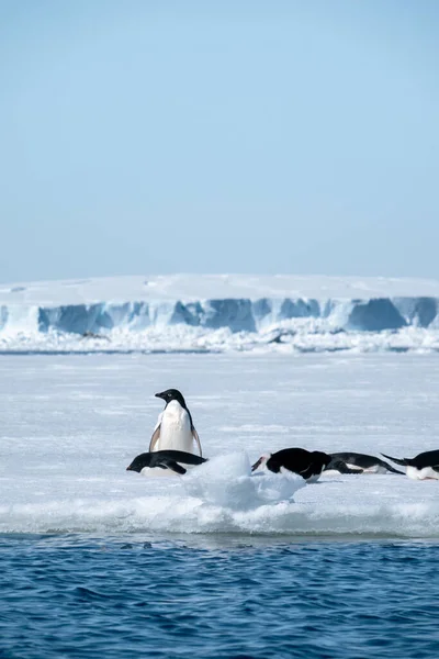 Group Adelie Penguins Resting Ice Floe Antarctica — Stock Photo, Image