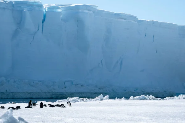 生活在南极半岛东部巨大的表状冰山附近的小阿德利企鹅 — 图库照片