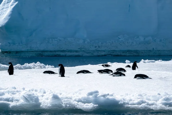 Koloni Adeliepingviner Som Ligger Den Flytande Isytan Antarktis — Stockfoto