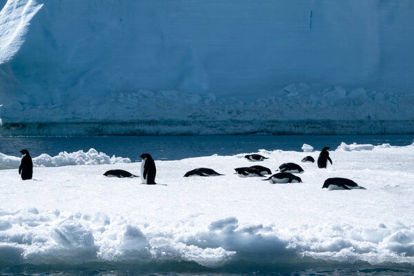 Колония пингвинов Адели, лежащих на плавающей поверхности льда в Антарктиде