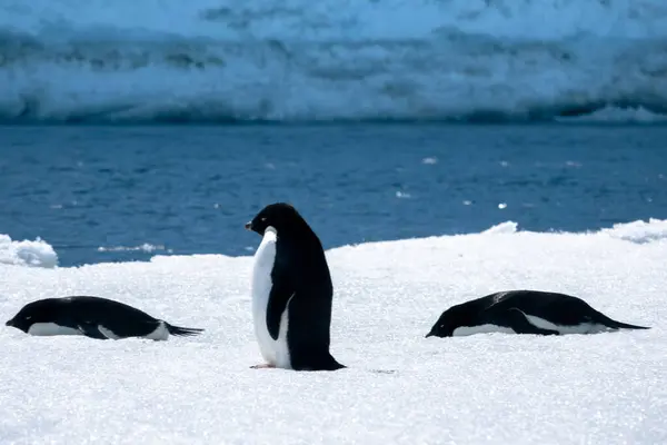 Gros Plan Groupe Trois Manchots Adélie Entourés Par Glace Antarctique — Photo