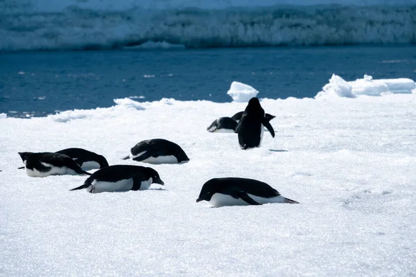 Primer Plano Del Grupo Pingüinos Adelie Que Yacen Sobre Nieve — Foto de Stock