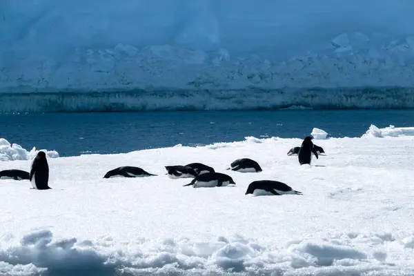 Grupp Adeliepingviner Snön — Stockfoto