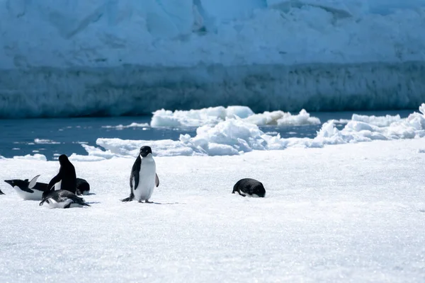 Pingüinos Adelie Jugando Nieve — Foto de Stock