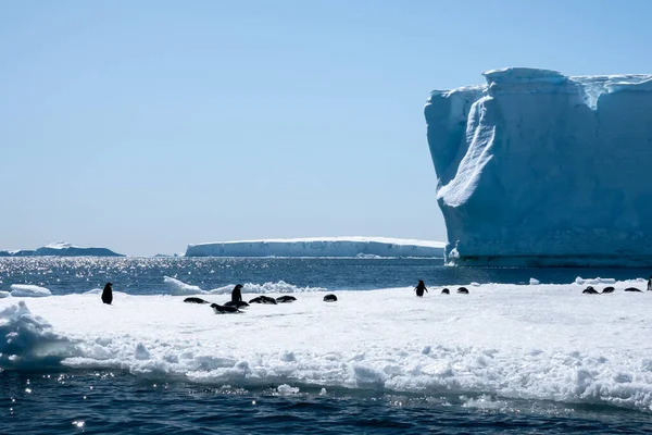 Küçük Adelie Penguenleri Antarktika Nın Devasa Buzdağları — Stok fotoğraf