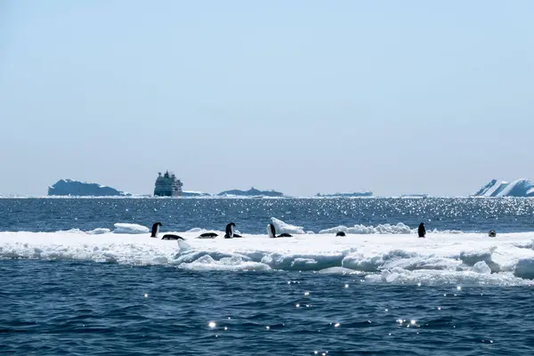 南极景观 包括遥远的蓝色冰山 一艘游轮和一群生活在浮冰上的阿德利企鹅 — 图库照片