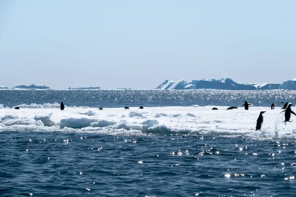 Group Adelie Penguins Standing Floating Ice Antarctica Sunny Day — Stock Photo, Image