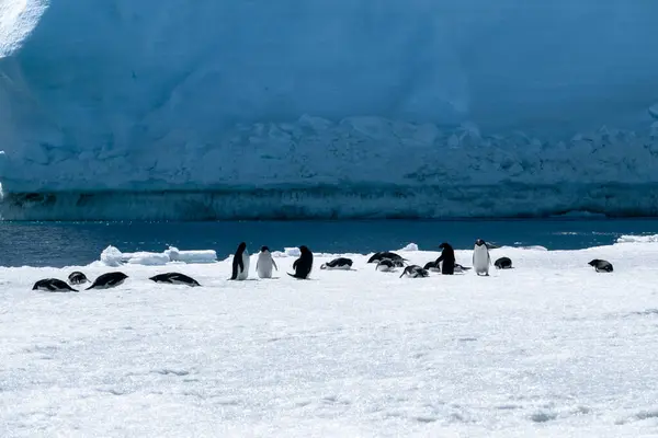 在冰上玩耍的阿德利企鹅群 — 图库照片